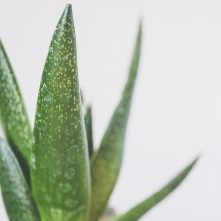 Aloe vera