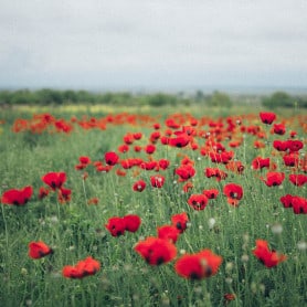 Coquelicot