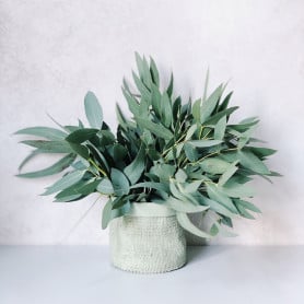 Eucalyptus