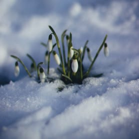 Fleur d'hiver