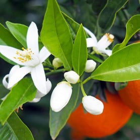 Fleur d'oranger