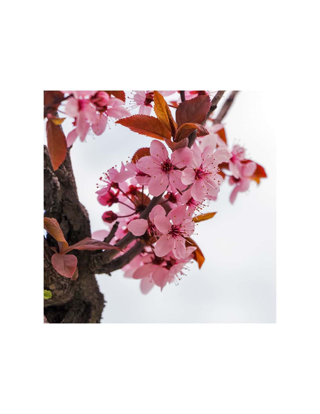 Fleur de cerisier - Parfum pour bougies Parfum volume 30 ml
