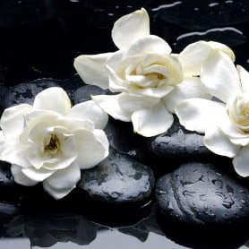 Gardenia
