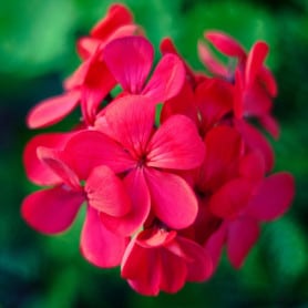 Géranium