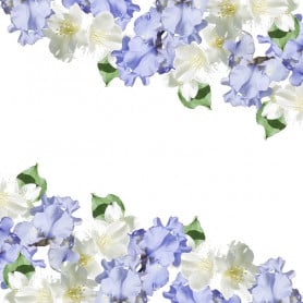 Iris jasmin