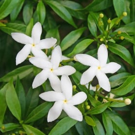 Jasmin
