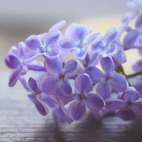 Lilas