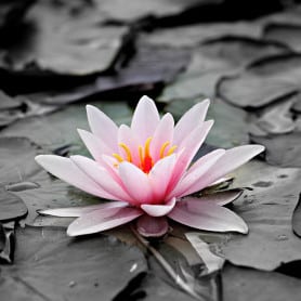 Lotus