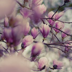 Magnolia
