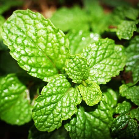 Menthe fraîche