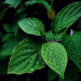 Menthe poivrée
