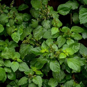 Patchouli
