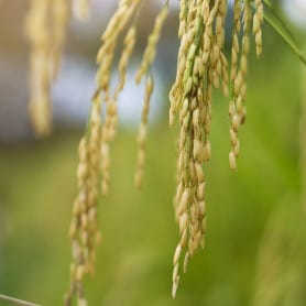 Poudre de riz