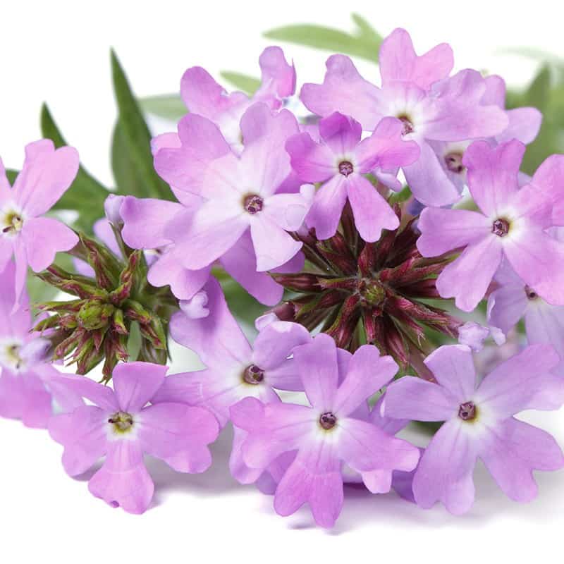 Verveine - Parfum pour bougies Parfum volume 30 ml Verveine - Parfum pour bougies Parfum volume 30 ml