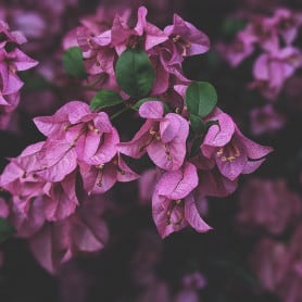 Violette
