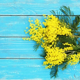 Mimosa