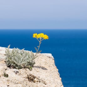 Immortelle
