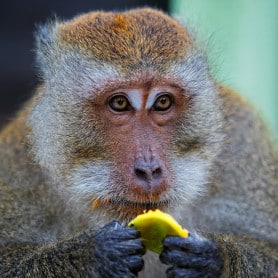 Pets de singe