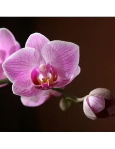 Secret d'orchidée